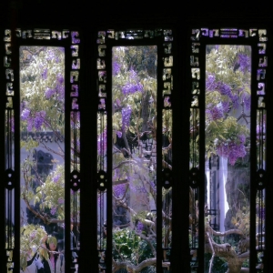 �@�ַ�������A�ط�ͥԺ�񻨣����������L����