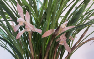 ����д��mչ������