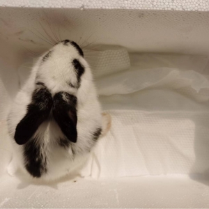 ���ӻ�30�K����ֻ���Ӻ�ֻ���ӣ��Y(ji��)���]�뵽�o�����I�I�Եĺ�ˎ���˿�ɰ�