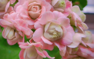 �W�ѕ񻨻������׵�ҕ�Xʢ��