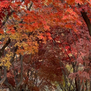 ����ֻ�������������ɫ