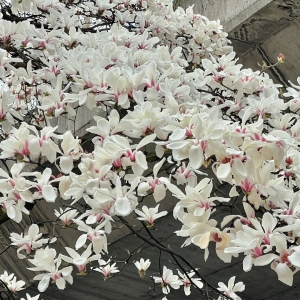 ���D���p�����_��ѩ�������Ԋ