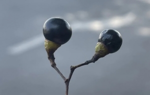 С�ģ����·�ϵı��{�������顱