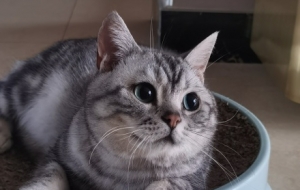 �B؈֮���Ŀ��ܱ�؈؈�p���ڻ�����