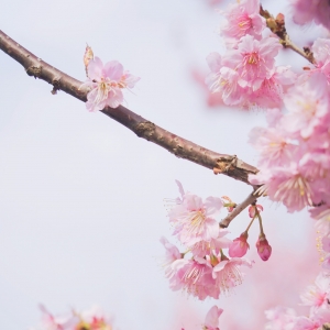 ���вو���ęѻ��_����ð������������С��Ů