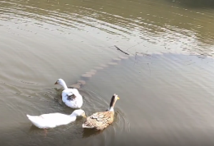 ����ˮů����֪��÷�@���С�����l�ֿܵ���ס��