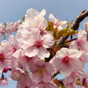 �S�ģ��ѻ�ʢ�_��������ô׌���@�G��