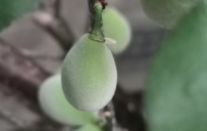 ȥ���I��һ��÷���������Ȼ�Y�˺ö������֪���ܲ��ܳԵ�