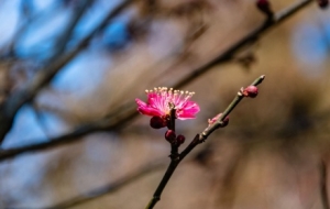 �o�a�s��÷�@�S�ģ����㸡�� ÷�����\