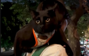 ��؈����T���_(d��)���`���ֿɐ�