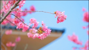 ����\(y��n)�ӹ��@�ѻ���(ji��)�򿨣����_�ɺ� �N����ϼ