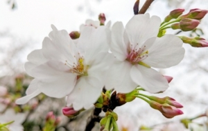 ��(sh��)�ģ��ѻ�ʢ�_���F(xi��n)����ɽ�˺�