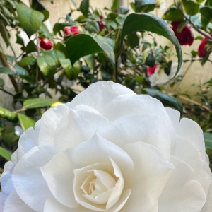 �W�Ѵ򿨣����_֦�^���M�۴���