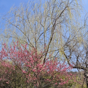 �S�ģ�ǡ�괺���������b�M����������