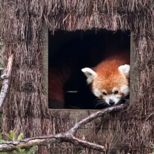 ����򿨣��ɿɐې����]�П���