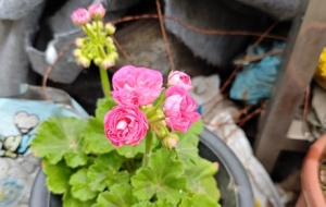 �Bһ�wֲ��o����һ�c�ɫ������