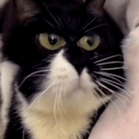 �^�󣬌��RX3��X5�x�Ă������Á�����������߽ӽ���