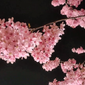 �����ѻ��������Ǵ��ĸ��ʽ