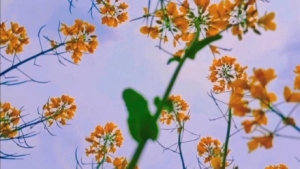 DVD�V�R�µ��Ͳ˻���׌���̲�סͣ�´�æ���_��