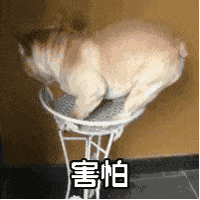 ����جج�ĉ�������֪���l����ʲô���������Ǻܾo��