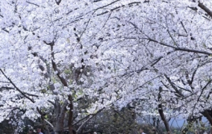 �z��̫���x�^��S�ģ��ѻ��������́���