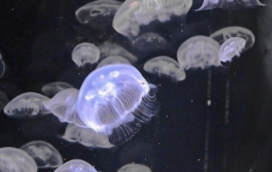 ����еľ��`�������Ĳ���Ԓ