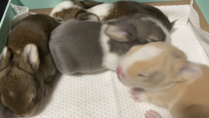 С���ӂ��@�ɫ���Ү����µĲ�̫һ�Ӱ���