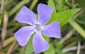 ���֙C��׽��߅��С���ã���ʵ���Ȼ�^��̫����