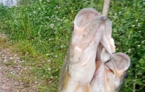 ������~�@���e���@����Ұ឵Ę�Ȥ��