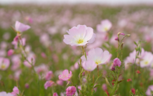 ��ꎽ^�����������ڡ���