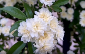 �S�ģ��㻨�_�����A��ǧ�������Ե���