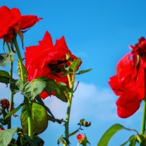 �����L������߅���W���S�����ճ�����