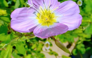 �S���S�Ĵ���Ȼ���B�Z���� ��������