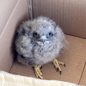 �����ݡ�ͻȻ���L�ɳ�����һ�����^߀��С��