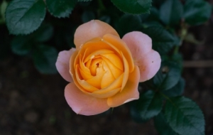 ��ꎽ��^��Ӱ���S��ӛ�����