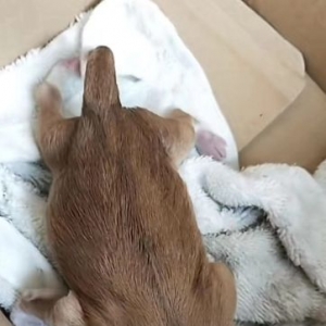 �ϰ�·�ϓ쵽һֻС����������һ���ˣ��Ҍ��ڲ�����