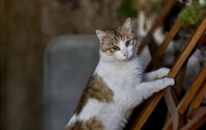 ���p��;���L�����п�����·����