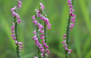 ��ꎰl(f��)�F��������С���m����