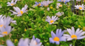 �S���ģ�һ���ŷ���ɫ��С�������ַҷ���