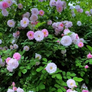 �����С�_�ң��M�ܵ��Nޱ�����@��������������ɫ��