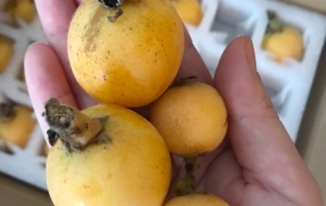 �@���������ڽ������úò��ã��Ϳ��Л]�����������ˡ���÷��ˮ����