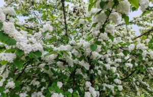 ����\�ӹ��@���S��һ�ľͺܳ�Ƭ