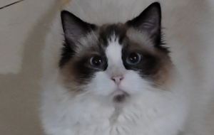 ؈ū�؂�Ķ�؈�������ú���