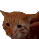 ͬһ��ë��������t���f�^�죬�Ϻ��t���f���g���Ͼ��t���f��ᘣ�һ���t��һ���f��