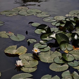 �������ף��ֵ����ĺɻ��ļ���~