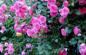 �B�w�÷����������_һ�����Ҳ�����ʲô�����m����o�ɫ