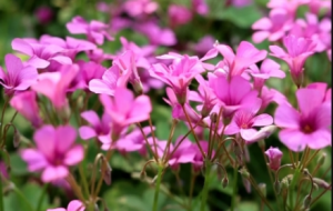 �S�����{�ݣ����������L���^�Đ����c��Ȼ