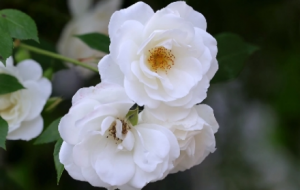 ����С患�õ�塢�Nޱ���¼�����ʢ�ţ����õ���һ����