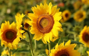 ����һ�����տ���ףԸ��һ�e�Z����