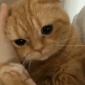 ��̥�����B�m����8.46���ң������Îׂ��t���f������һ��